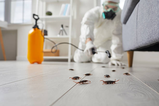Trusted Termite Control service in Harrisville, RI - Nex Pest Control
